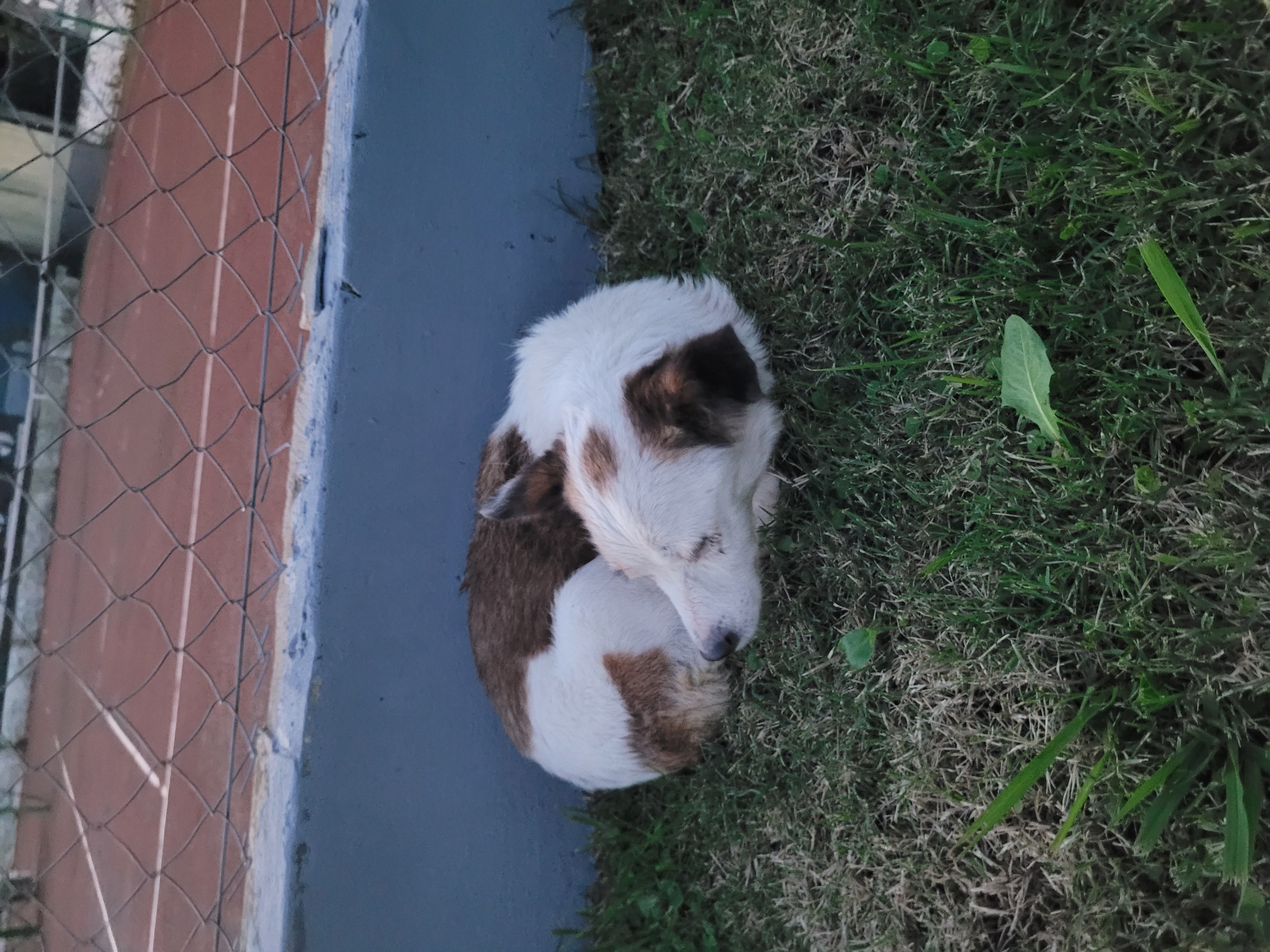 Perro Sin identificar