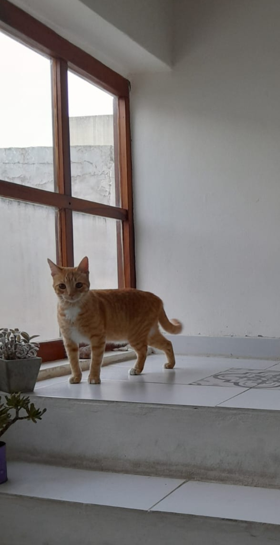 Gato Simón