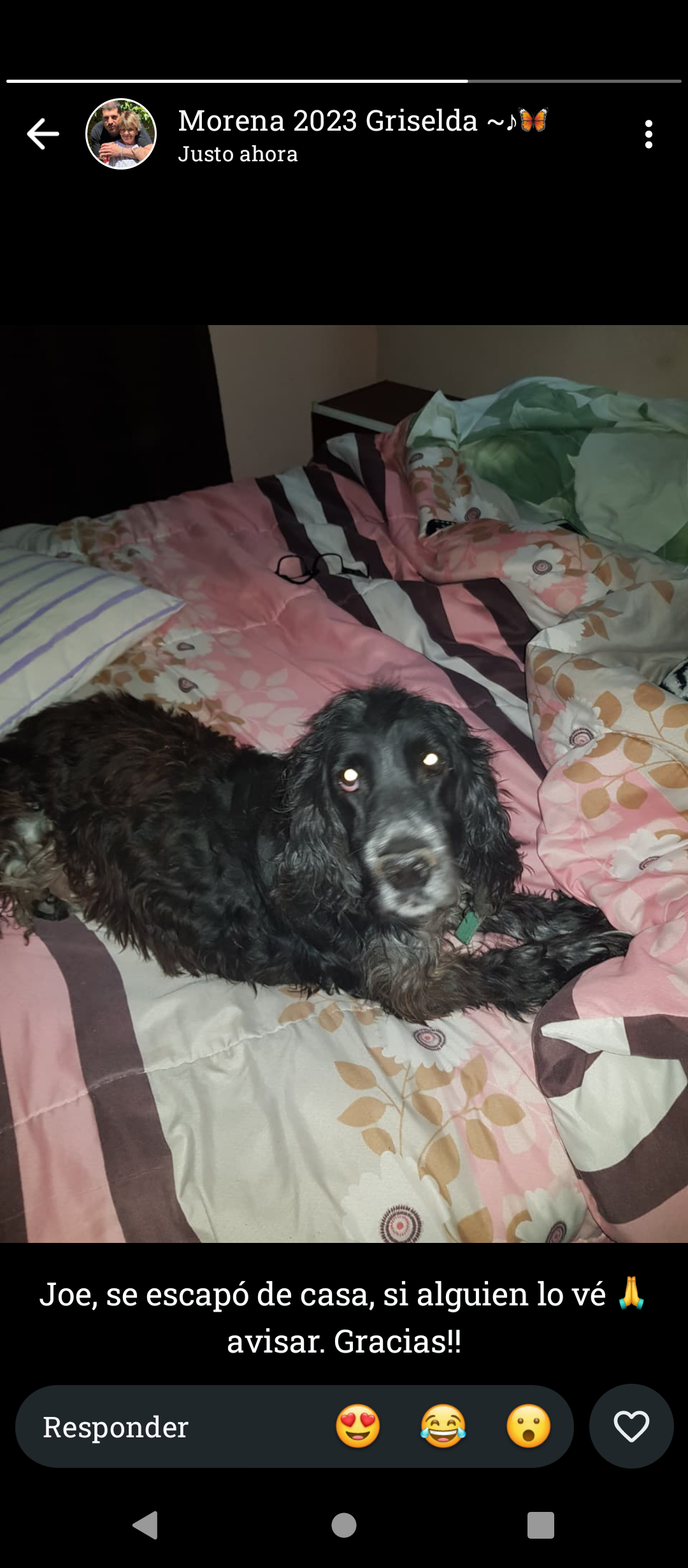 Perro Joe